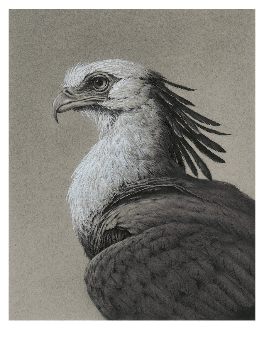 Secretary Bird