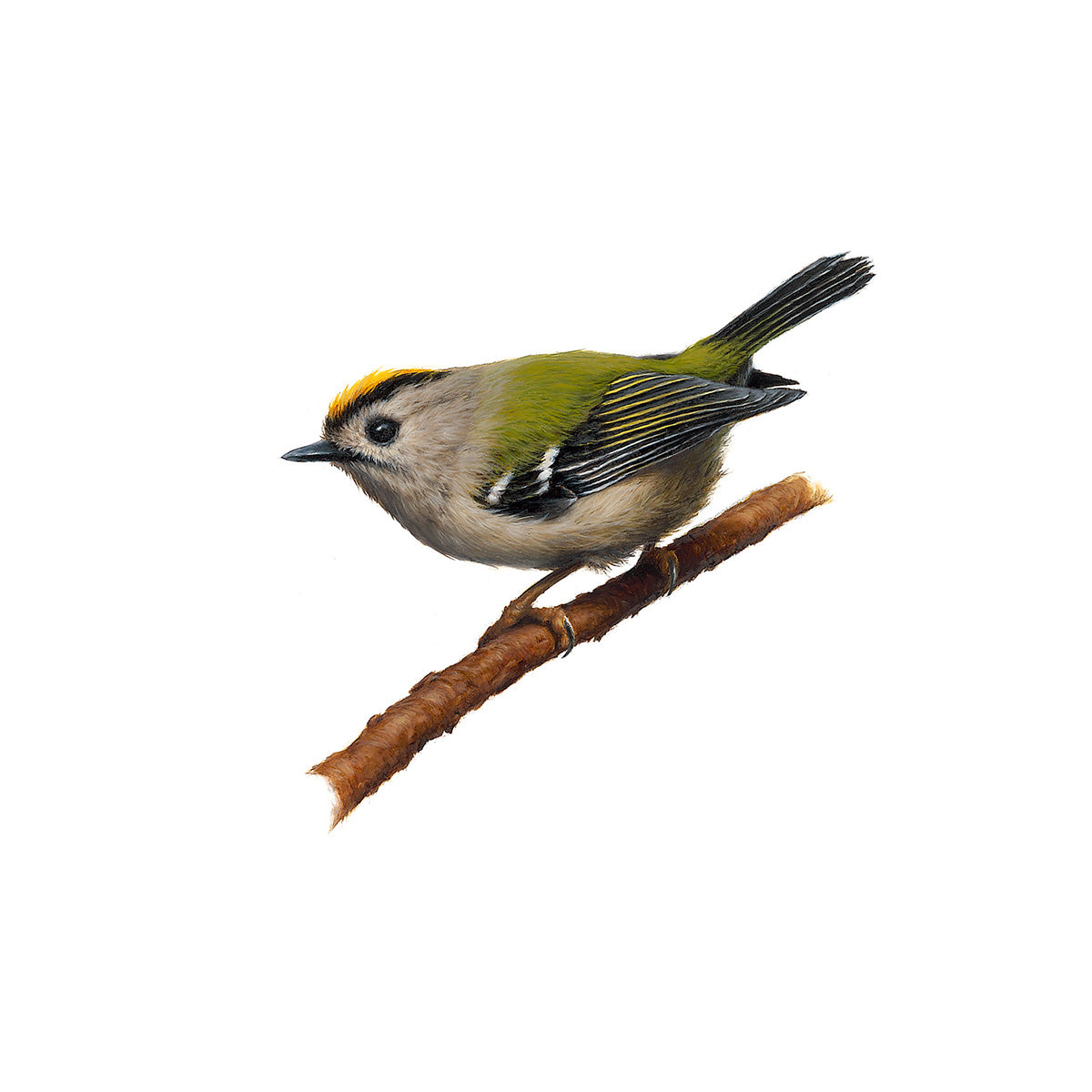 Goldcrest