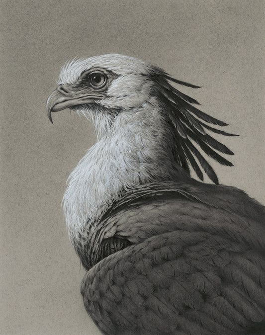 Secretary Bird