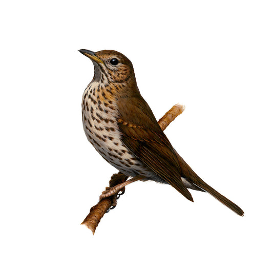 Song Thrush