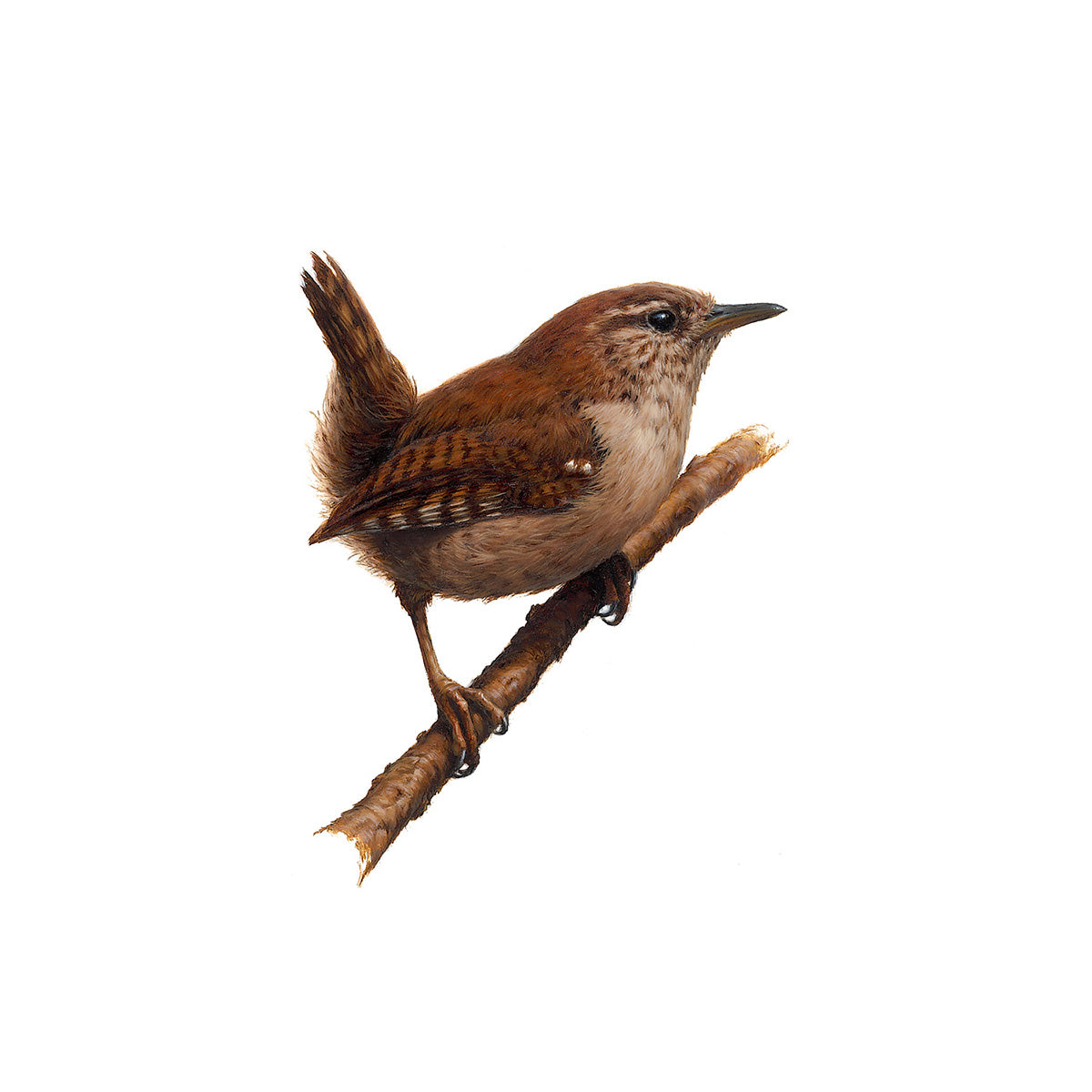 Wren