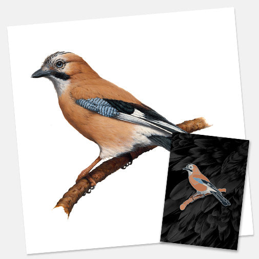 Eurasian Jay