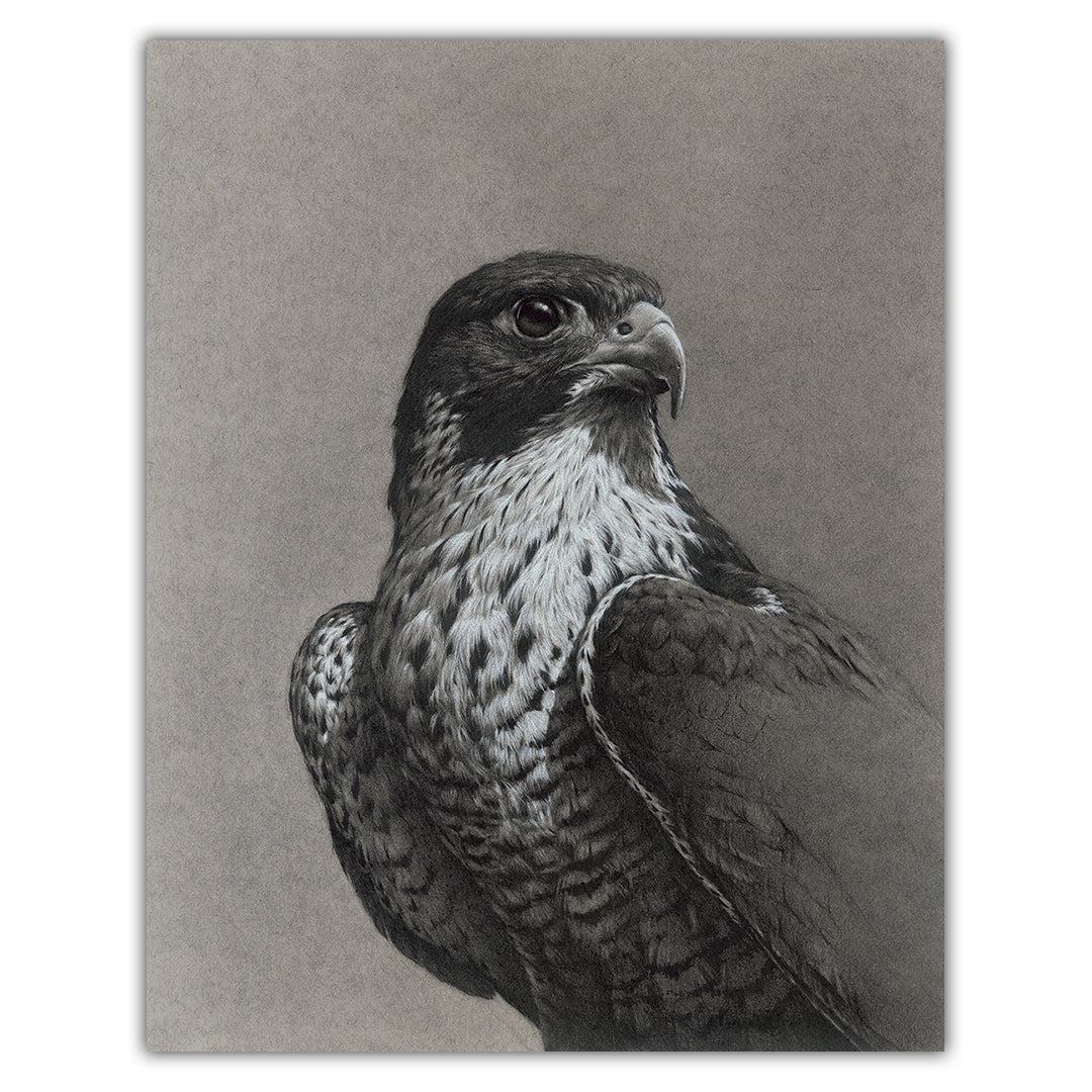 Peregrine Falcon