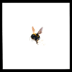 Bumble Bees (Set)